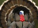 Wild Turkey Western Montana Close-up