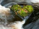 Heart Shape in Nature Craigengillan Estate Dalmellington Ayrshire Scotland by Niall Benvie