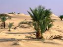 Oasis Dakhia Sahara Desert Egypt Wallpaper