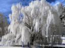 Winter Beauty Weeping Willow Wallpaper