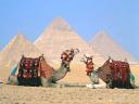 Camels beside the Great Pyramids of Giza Cairo Egypt Wallpaper