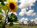 Tour de France 2012 Riders near Field with Sunflowers
