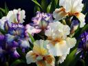 Purple and White Irises by Ernest Viveiros