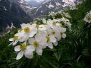Alpine Meadow with Anemone Narcissiflora