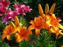 Asiatic Lilies