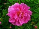 Bulgarian Rose Rosa Damascena