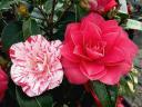 Camellia Japonica Flowers