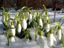 Common Snowdrops