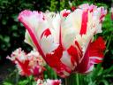 Destiny Parrot Tulip Estella Rijnveld Close-up