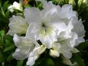 Evergreen Azalea Pleasant White