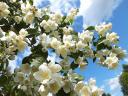 Flowering Jasmine Tree