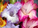 Gladiolus Flowers Closeup