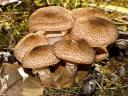 Honey Mushrooms Armillaria Mellea