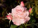 Hybrid Tea Rose Bridal Pink Morwell Victoria Australia