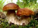 King Bolete Mushrooms Boletus Edulis