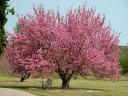 Kwanzan Cherry Tree