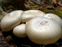 Meadow Mushrooms Agaricus Campestris