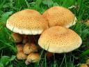 Mushroom Pholiota Squarrosa