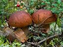 Mushrooms Boletus Edulis