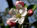 Mutsu Apple Blossom