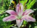Pink Madonna Lily