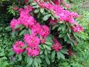 Rhododendron Macrophyllum the Washington State Symbol