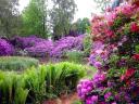 Rhododendrons Plants