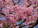 Sakura Cherry Blossom in Japan