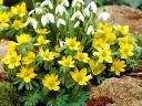 Spring Flowers Aconites and Snowdrops