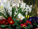 Spring Flowers Arangement English Primroses and Hyacinths