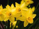 Spring Flowers Jumblie Daffodils McCrillis Gardens Bethesda Maryland USA