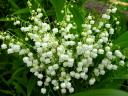 Spring Flowers Lily of the Valley