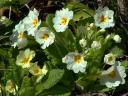 Spring Flowers White Primroses
