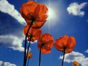 Summer Flowers Red Poppies Wallpaper