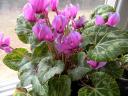 Valentines Day Gift Cyclamen