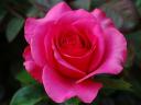 Valentines Day Romantic Rose