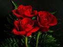 Valentines Day Three Red Roses