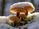 Winter Mushrooms