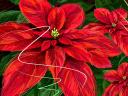 Christmas Card Red Poinsettia