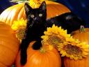 Halloween Black Cat among Pumpkins