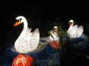 Lantern Festival Swans in Albert Park Auckland New Zealand