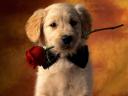 Romantic Puppy with Rose Wallpaper