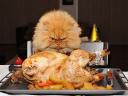 Thanksgiving Persian Cat and Roast Turkey