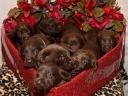 Valentines-Day-Labrador-Retriever-Gift